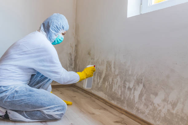 Licensed Basement Mold Remediation service in Carteret, NJ - WQB Mold Removal
